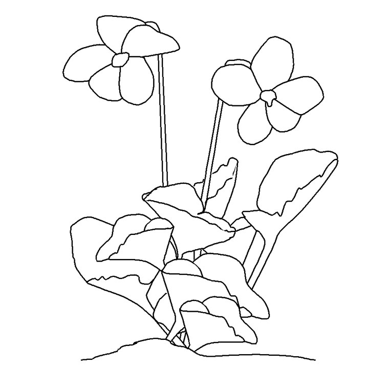 Coloriage Fleur Violette - Fleurs à imprimer