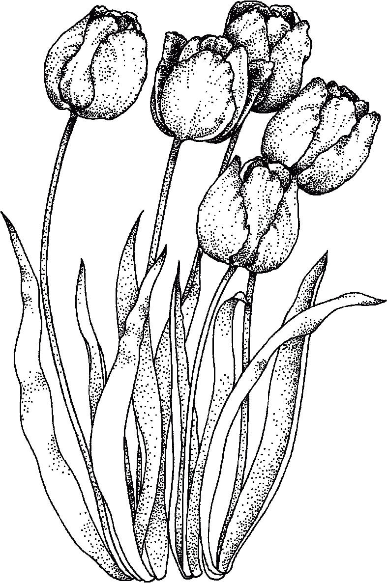 Coloriage Tulipe Turkestanica aux pétales délicats - Tulipe à imprimer