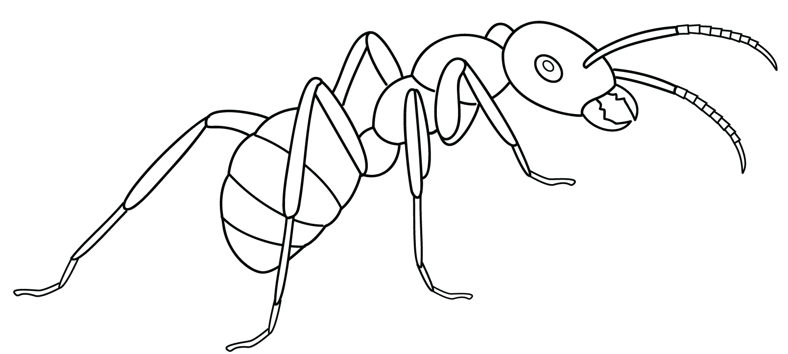 Coloriage Fourmi Odorante Dessinpar Artsashina - Fourmi à imprimer
