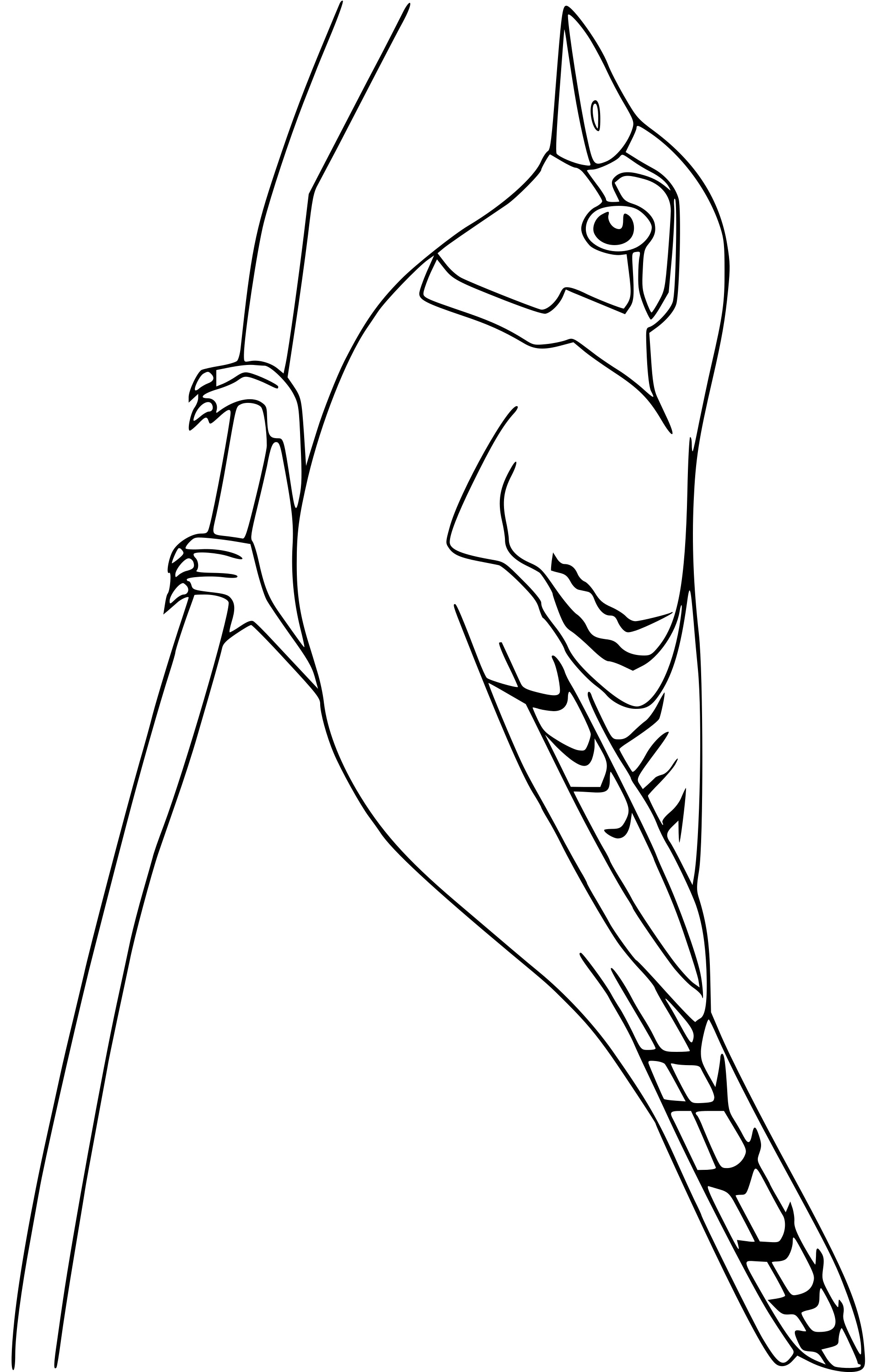 Coloriage Geay Bleu - Oiseau à imprimer