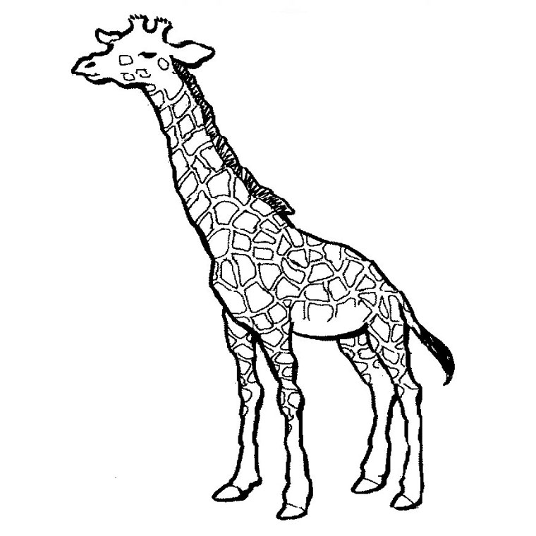 Coloriage Girafe - Animaux à imprimer