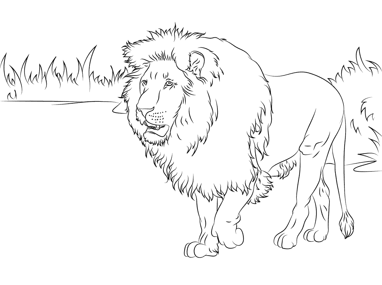 Coloriage Gorgeous African Lion - Lion à imprimer