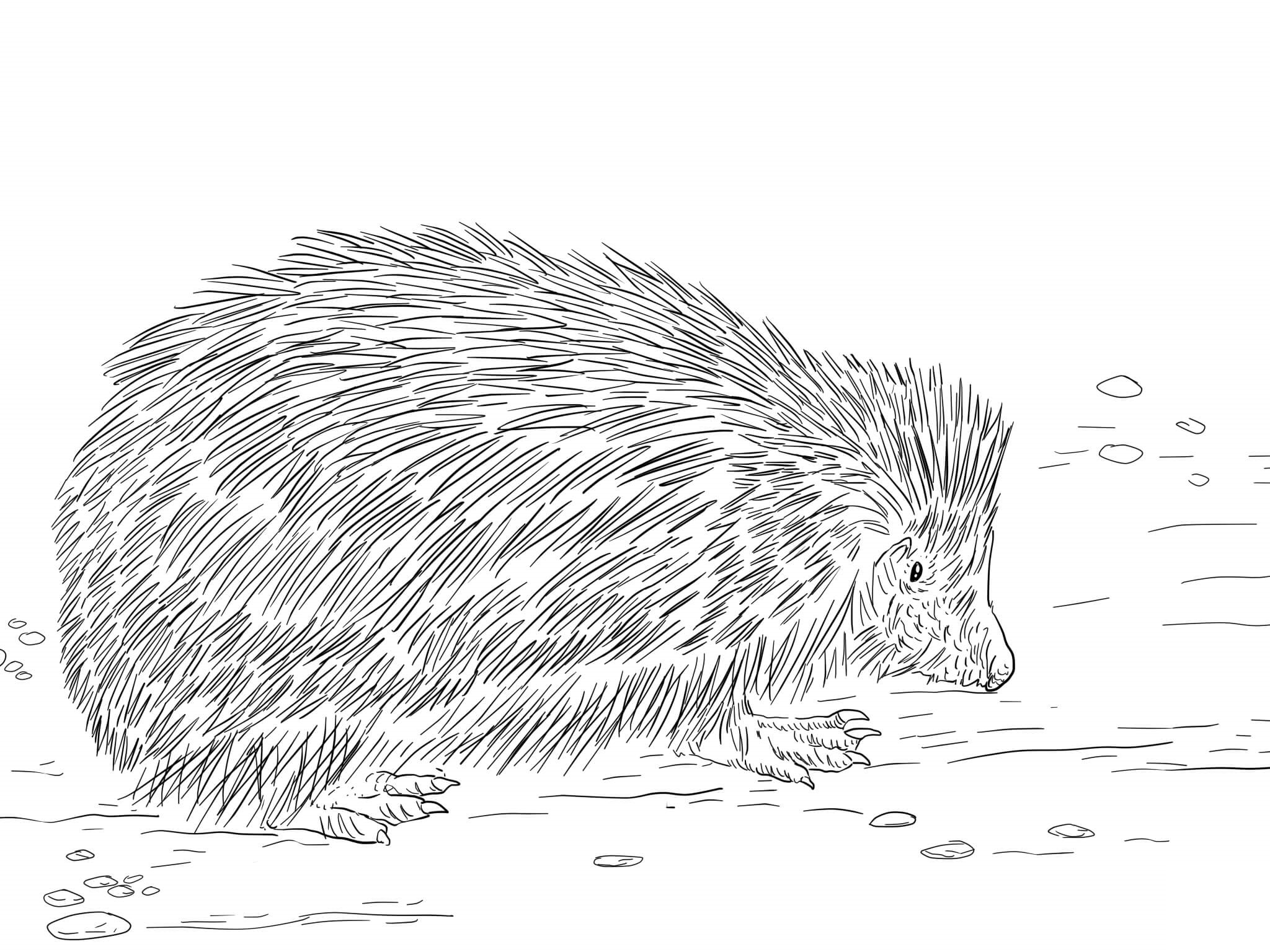 Coloriage Grand Hérisson Dans La Nature - Hérisson à imprimer