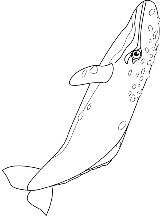 Coloriage Gray Whale - Poisson à imprimer