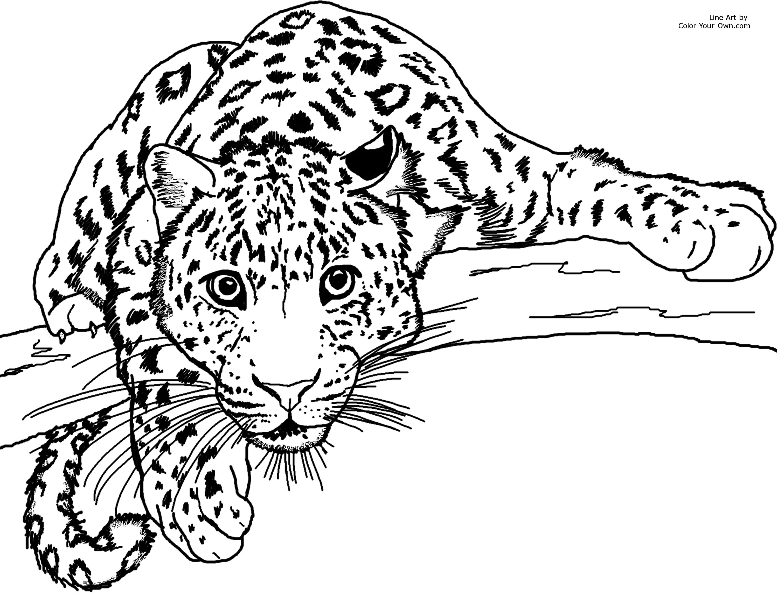 Coloriage Guépard Carnivore Dans La Jungle - Animaux de la jungle à imprimer