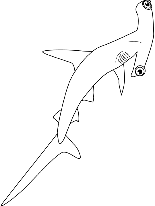 Coloriage Hammerhead Shark - Poisson à imprimer