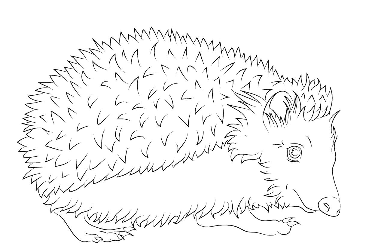 Coloriage Hérisson Avec Ses Epines - Hérisson à imprimer