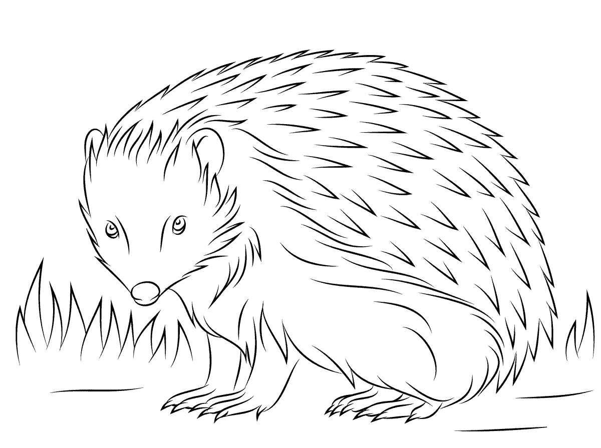 Coloriage Hérisson Creuse Des Terriers Dans Le Sol - Hérisson à imprimer