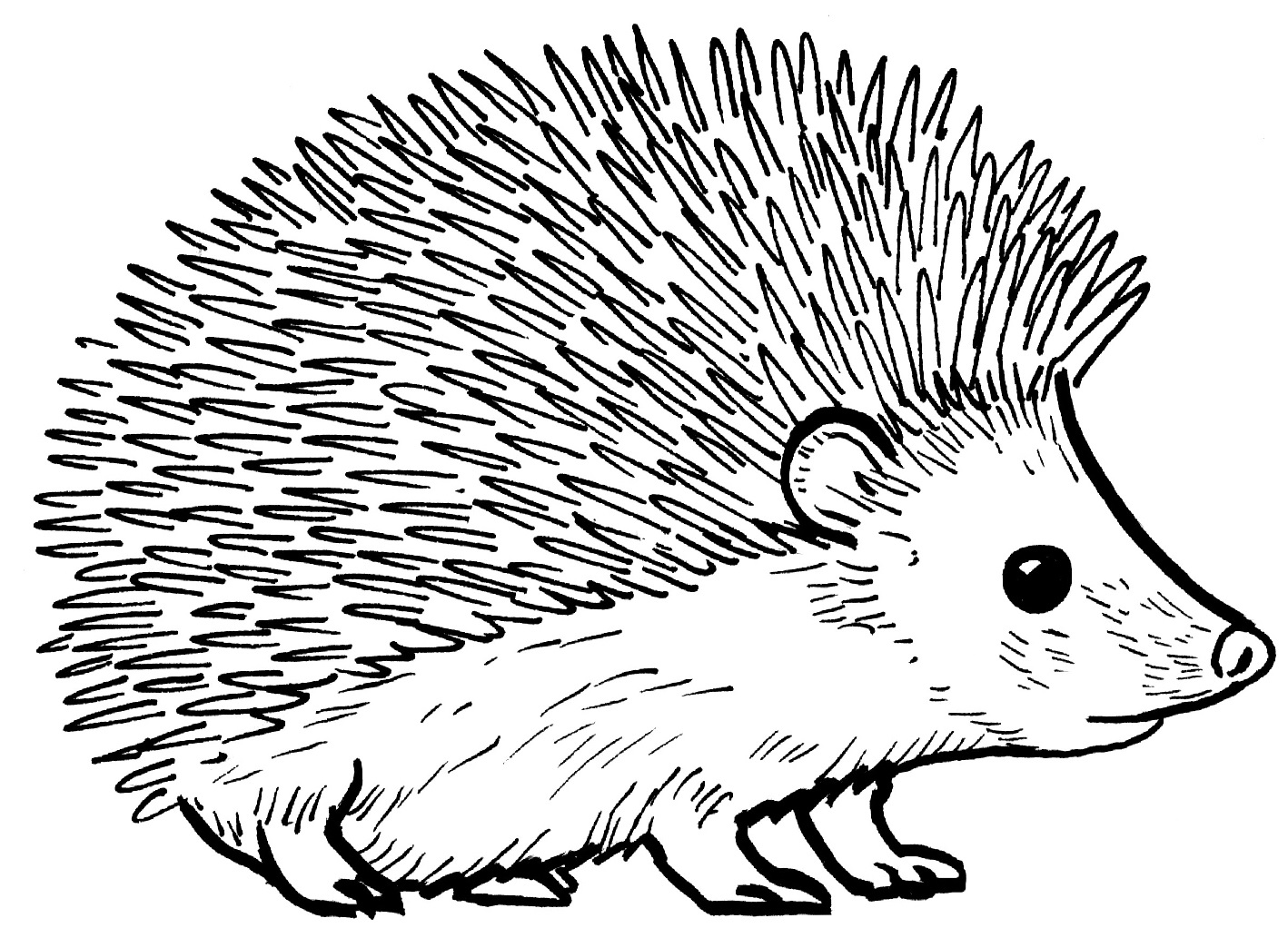 Coloriage Hérisson Réaliste Animal De Compagnie - Hérisson à imprimer