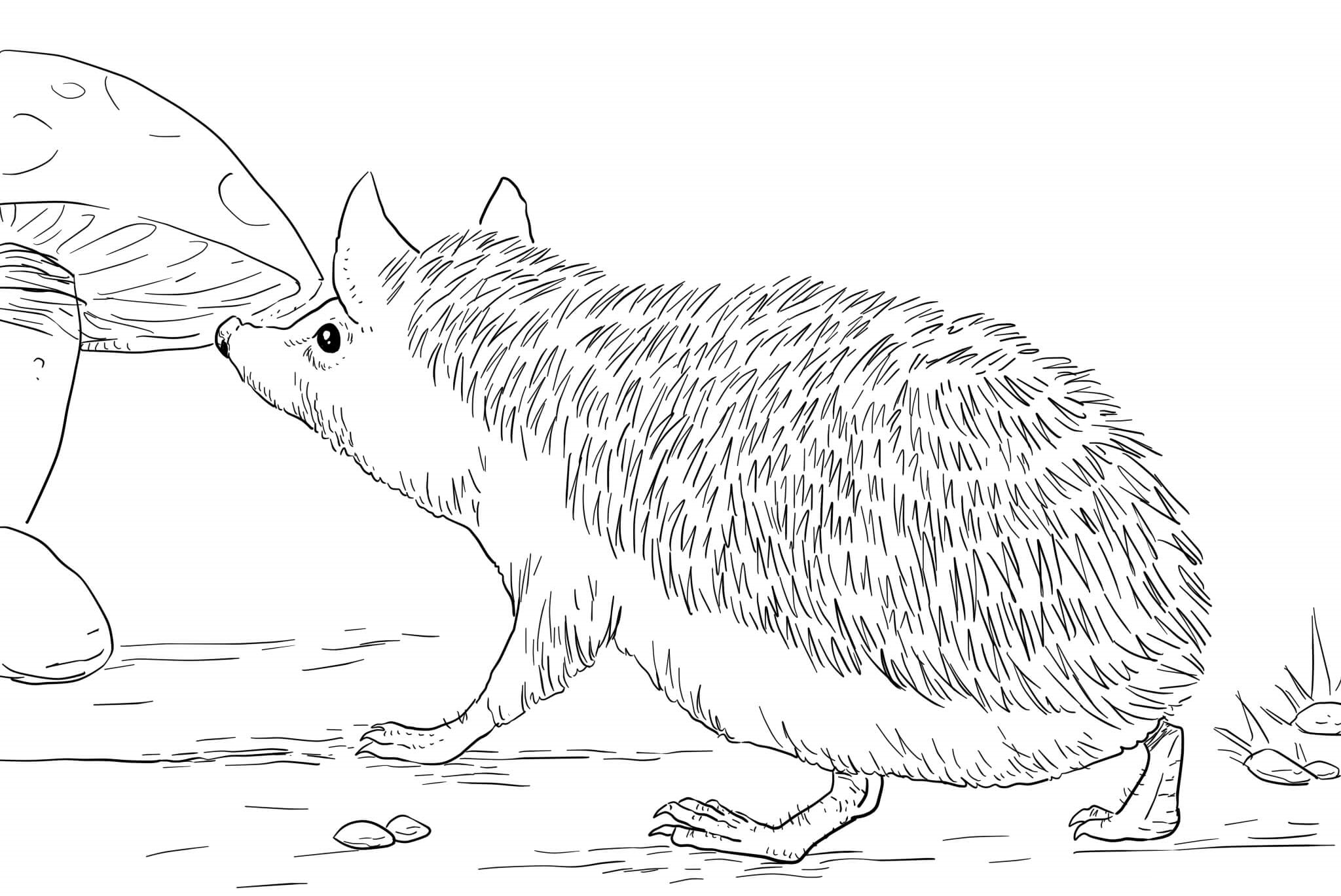 Coloriage Hérisson Réaliste Veut Manger Un Champignon - Hérisson à imprimer