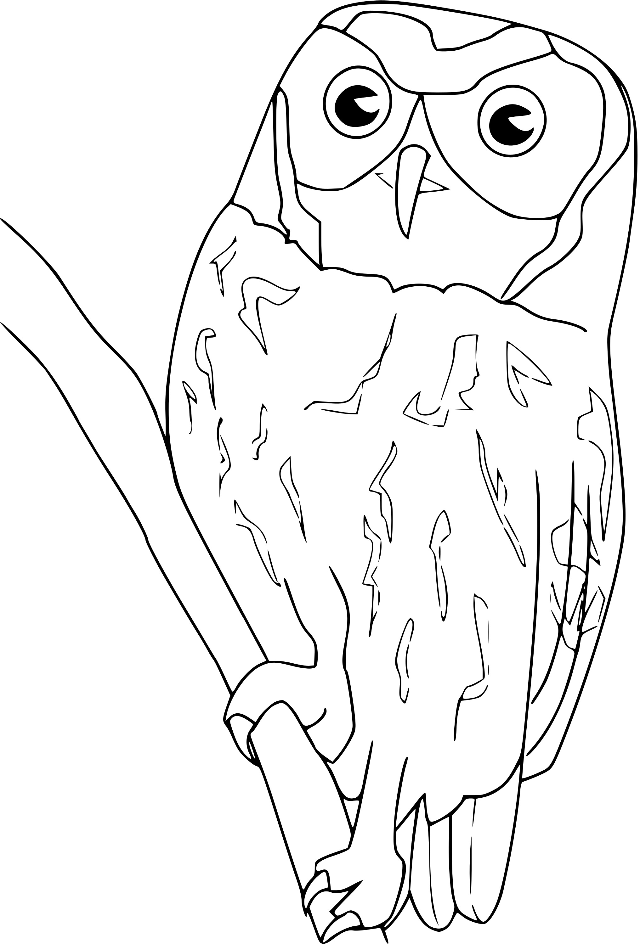 Coloriage Hibou - Oiseau à imprimer