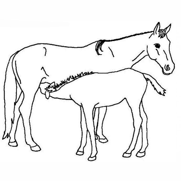 Coloriage Jument Et Poulain - Animaux à imprimer