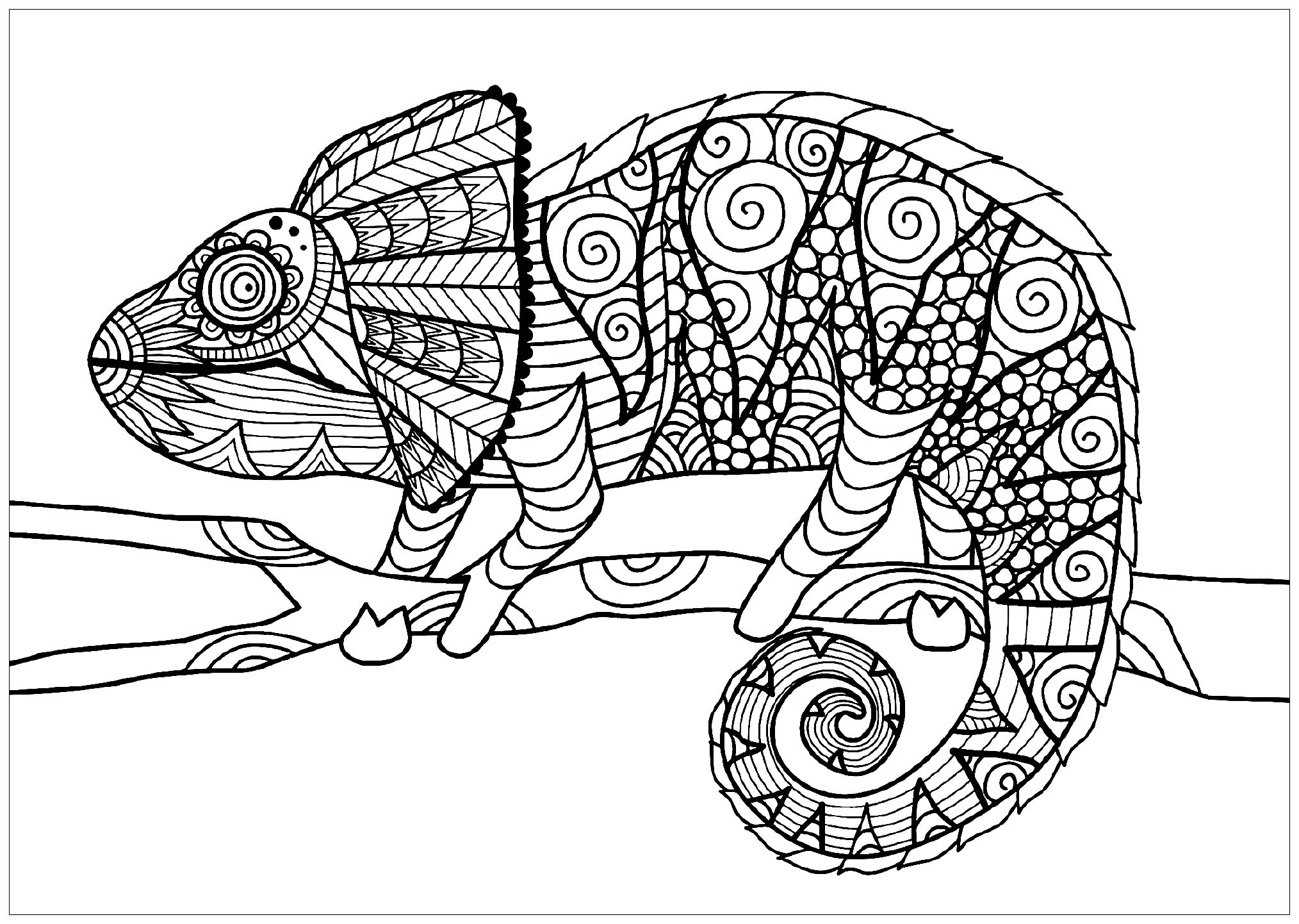 Coloriage Jungle Caméléon Sur Une Branche - Animaux de la jungle à imprimer