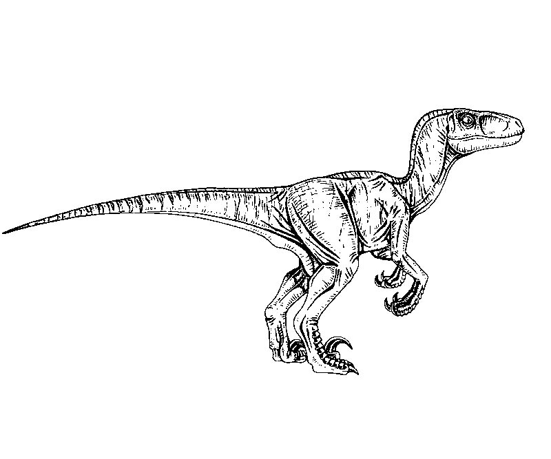 Coloriage Jurassic World Raptor - Jurassic world park à imprimer