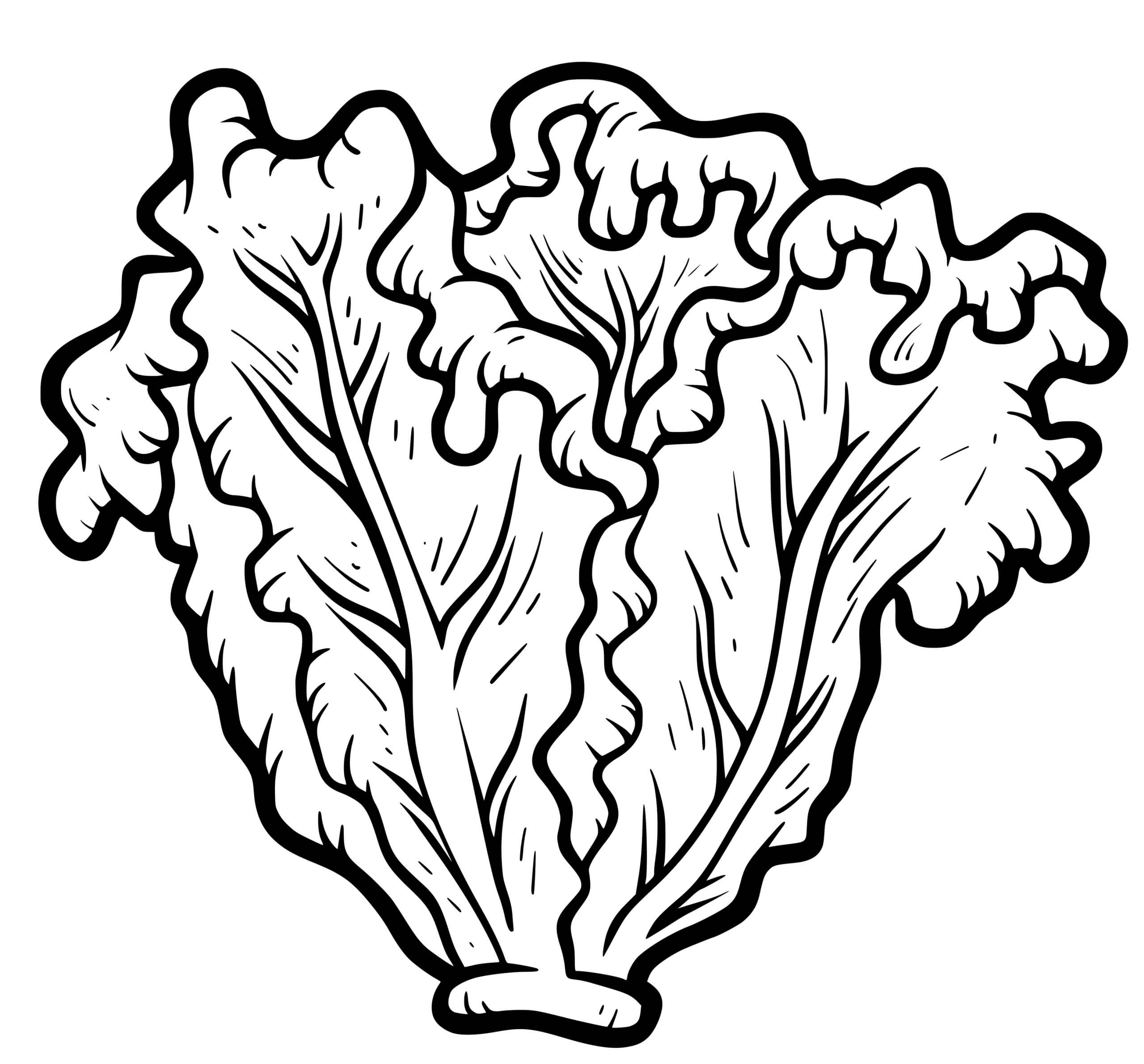 Coloriage Laitue Herbe Salade - Salade à imprimer