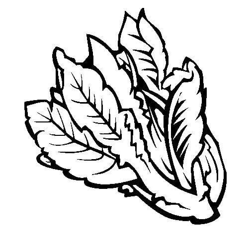 Coloriage Laitues Verte - Salade à imprimer