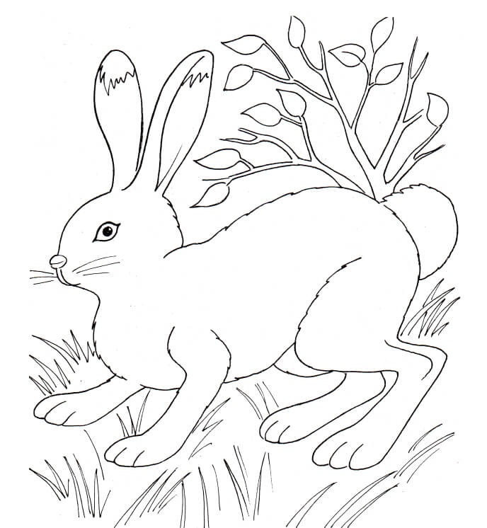 Coloriage Lapin Dans La Nature Près De La Vegetation - Lapin à imprimer