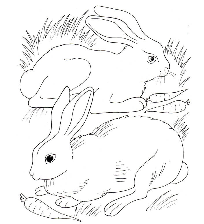 Coloriage Lapin Et Lapina Mangent Des Carottes - Lapin à imprimer
