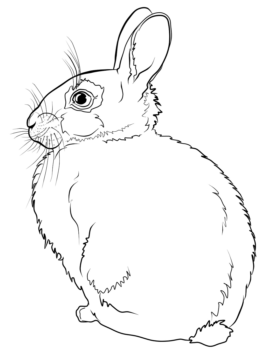 Coloriage Lapin Réaliste De Dos - Lapin à imprimer
