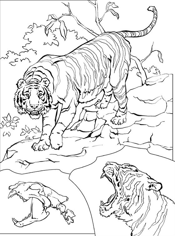 Coloriage Le Tigre - Animaux à imprimer
