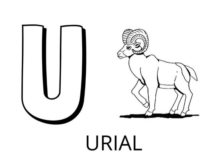 Coloriage Lettre U Comme Urial - Alphabet des animaux à imprimer