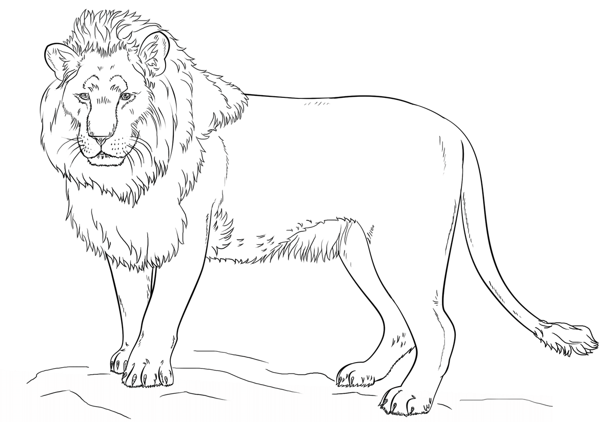 Coloriage Lion By Lena London - Lion à imprimer