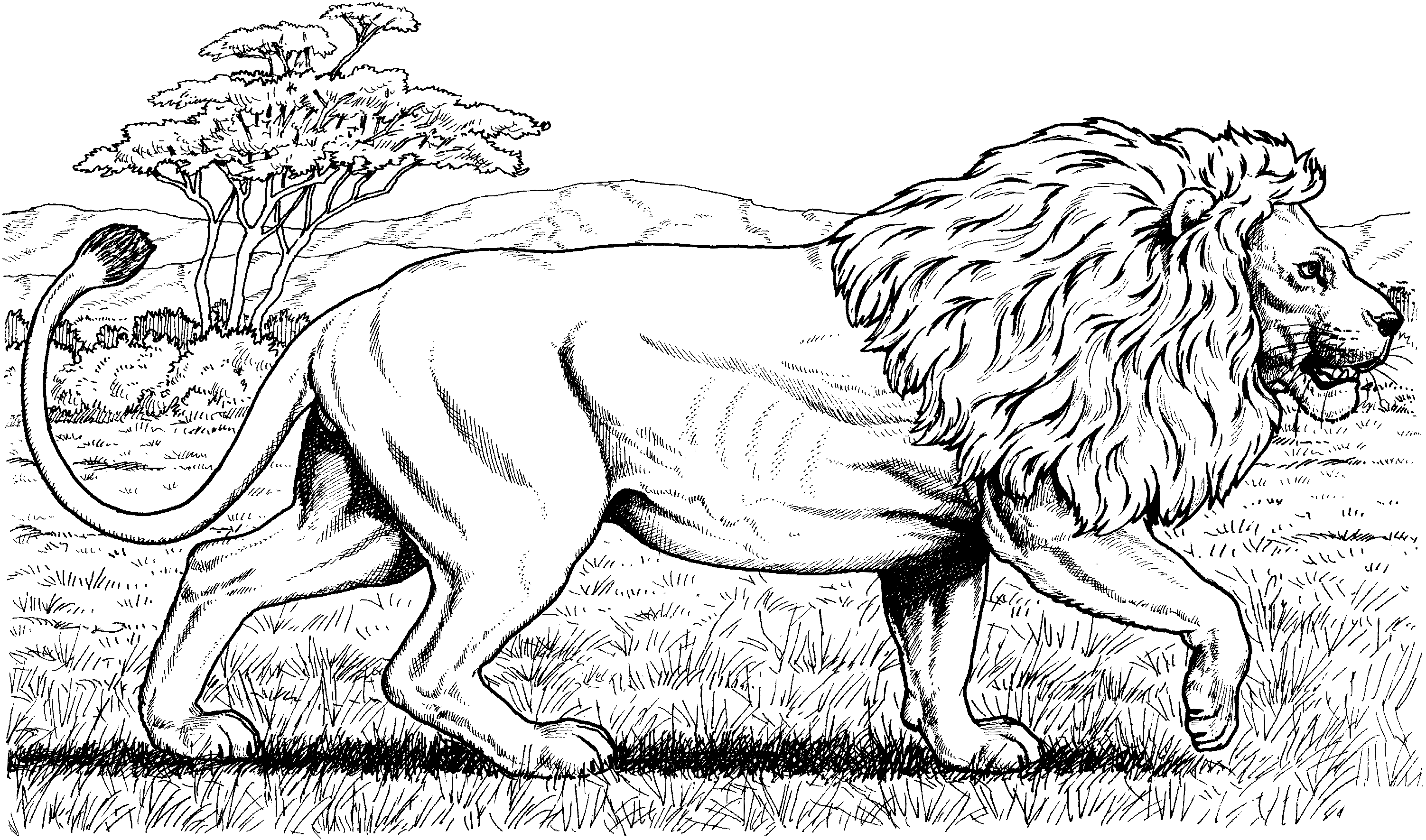 Coloriage Lion D'Afrique Marche - Lion à imprimer
