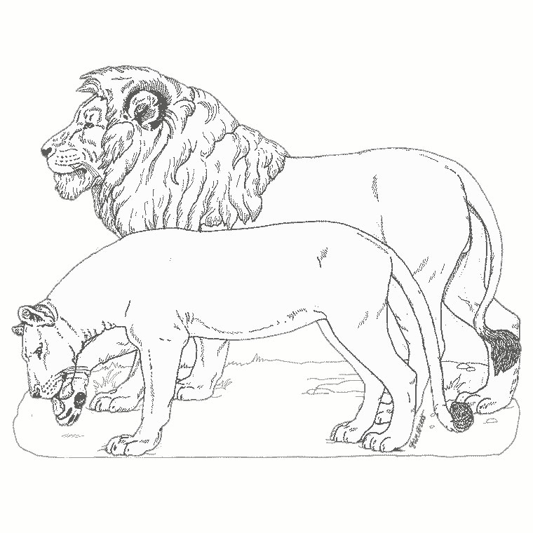 Coloriage Lion Et Lionne - Animaux à imprimer