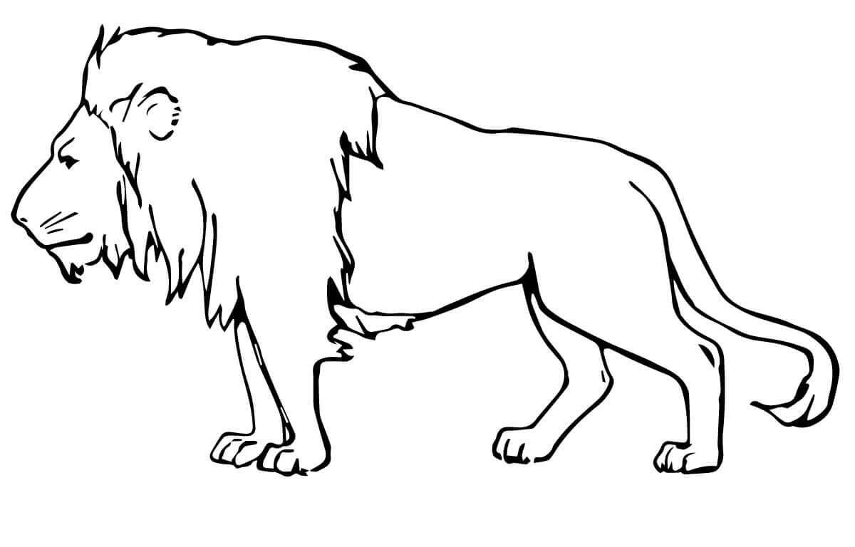 Coloriage Lion Masculin Male - Lion à imprimer
