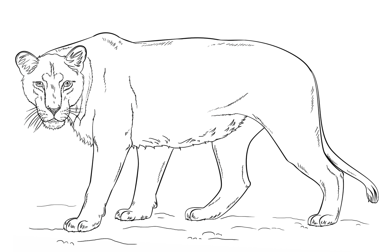 Coloriage Lioness By Lena London - Lion à imprimer