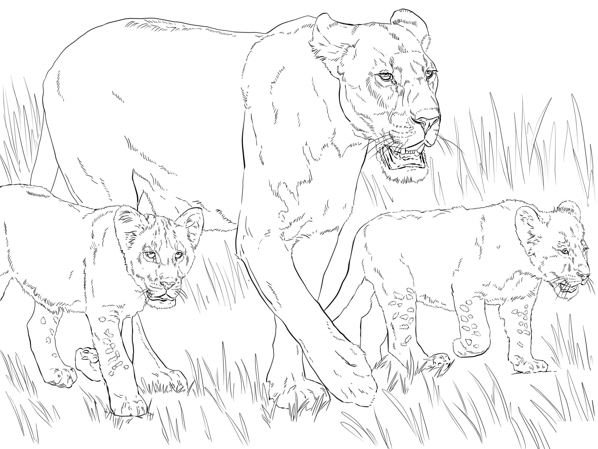 Coloriage Lioness With Cubs - Lion à imprimer