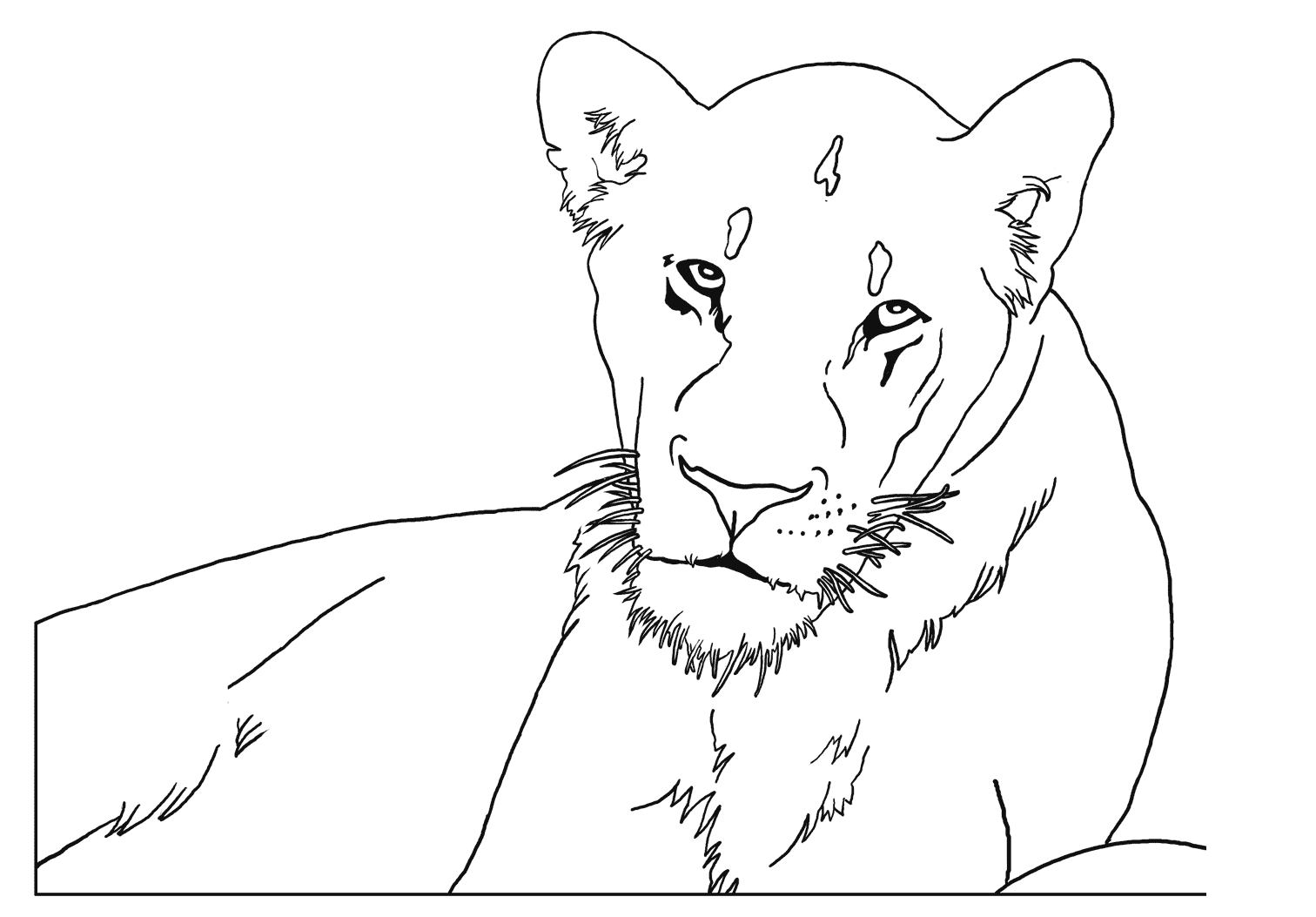 Coloriage Lioness - Lion à imprimer