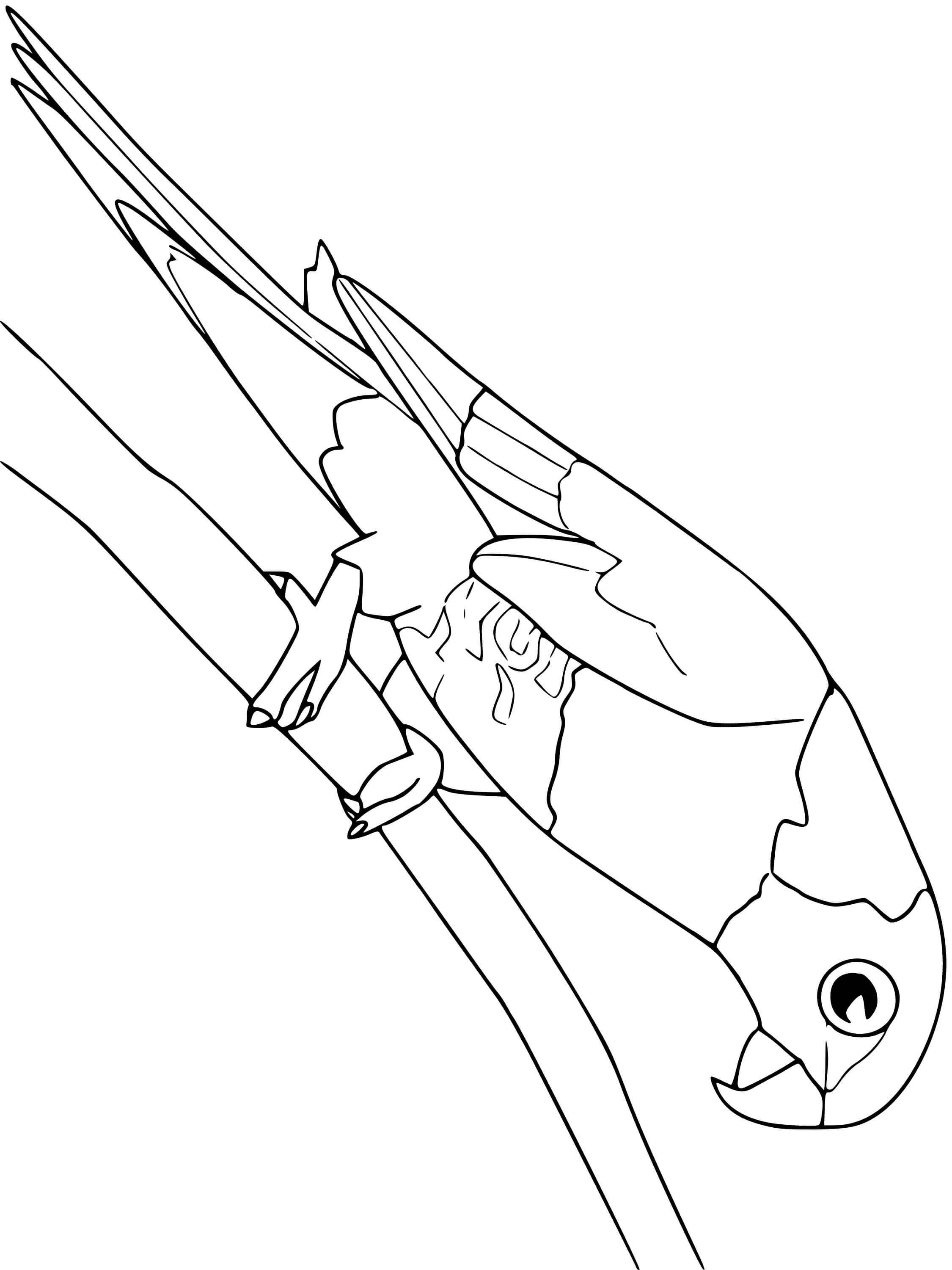 Coloriage Lorikeet Arc En Ciel Oiseau - Oiseau à imprimer