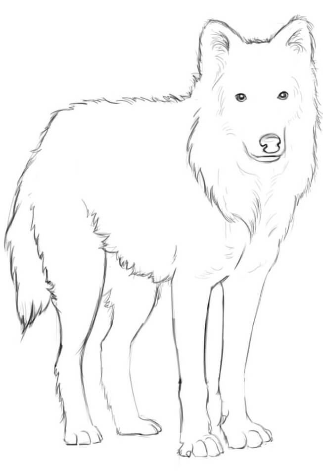 Coloriage Loup Arctique Par Natalietam - Loup à imprimer