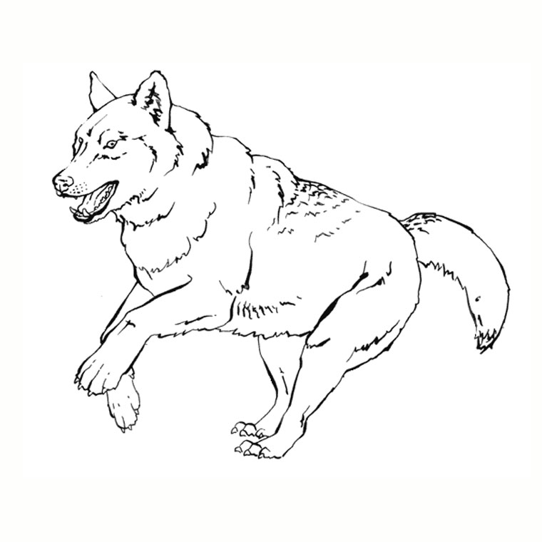 Coloriage Loup Blanc - Animaux à imprimer