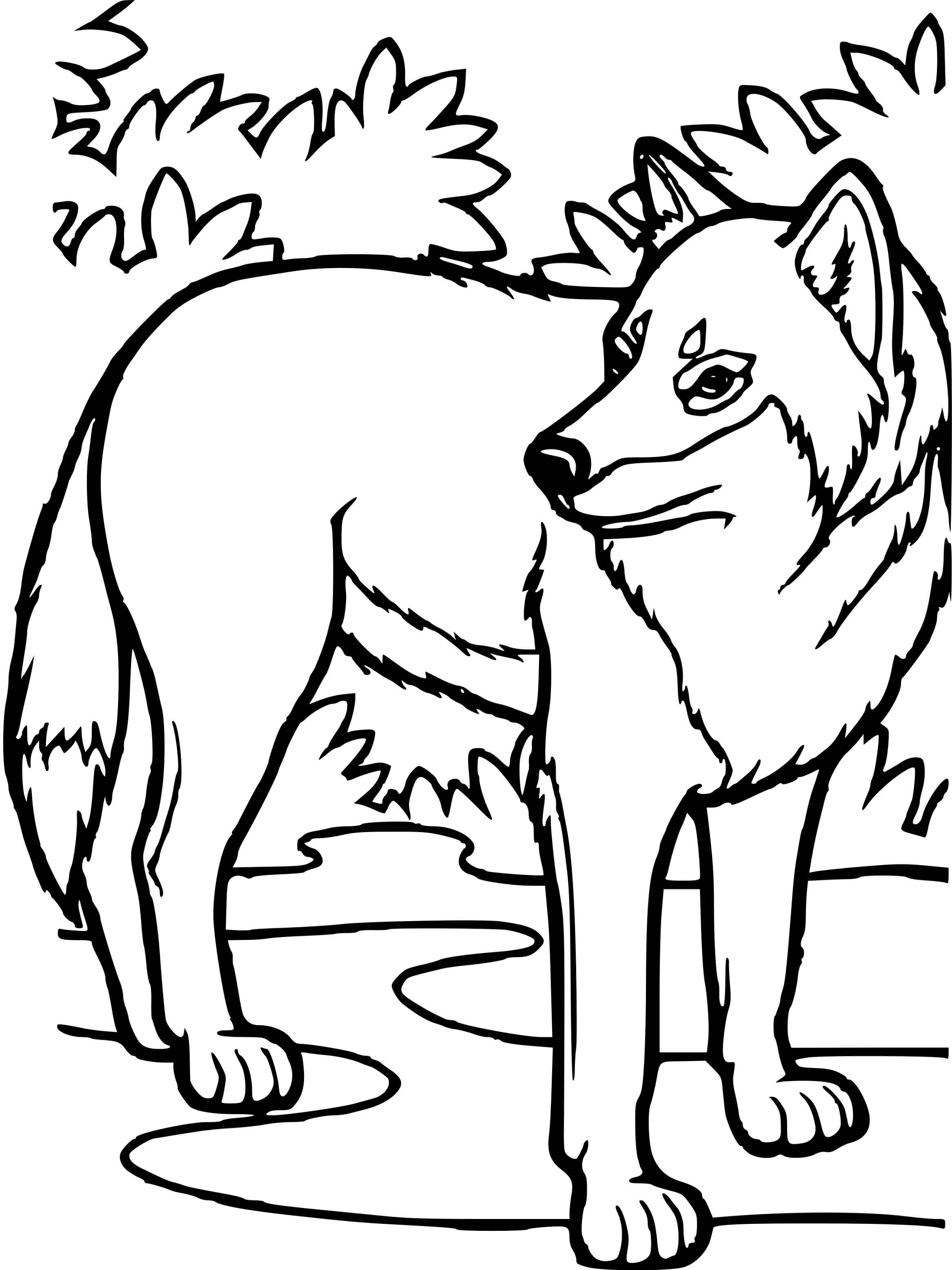 Coloriage Loup Dans La Nature - Loup à imprimer