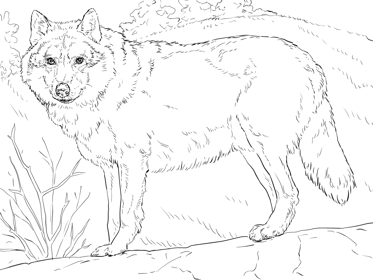 Coloriage Loup gris réaliste détaillé - Loup à imprimer