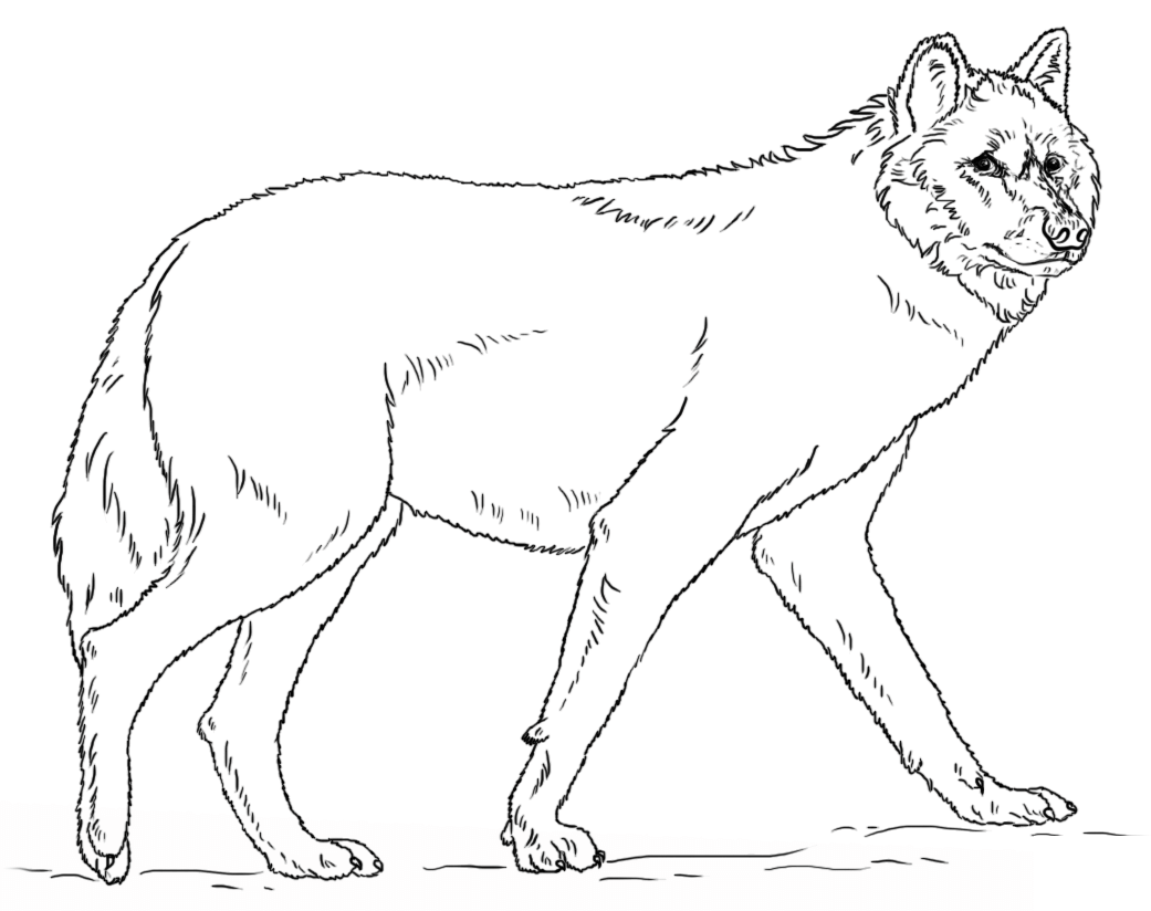 Coloriage Loup Gris Réaliste - Loup à imprimer