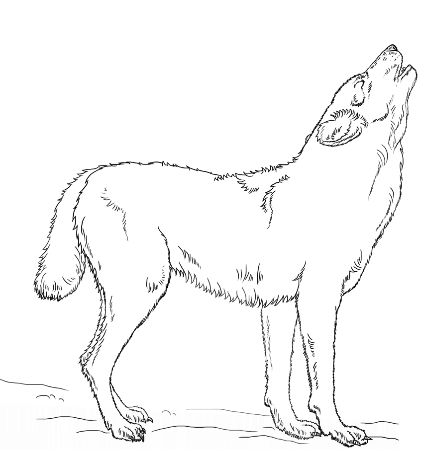 Coloriage Loup Hurlant Par Lena London - Loup à imprimer