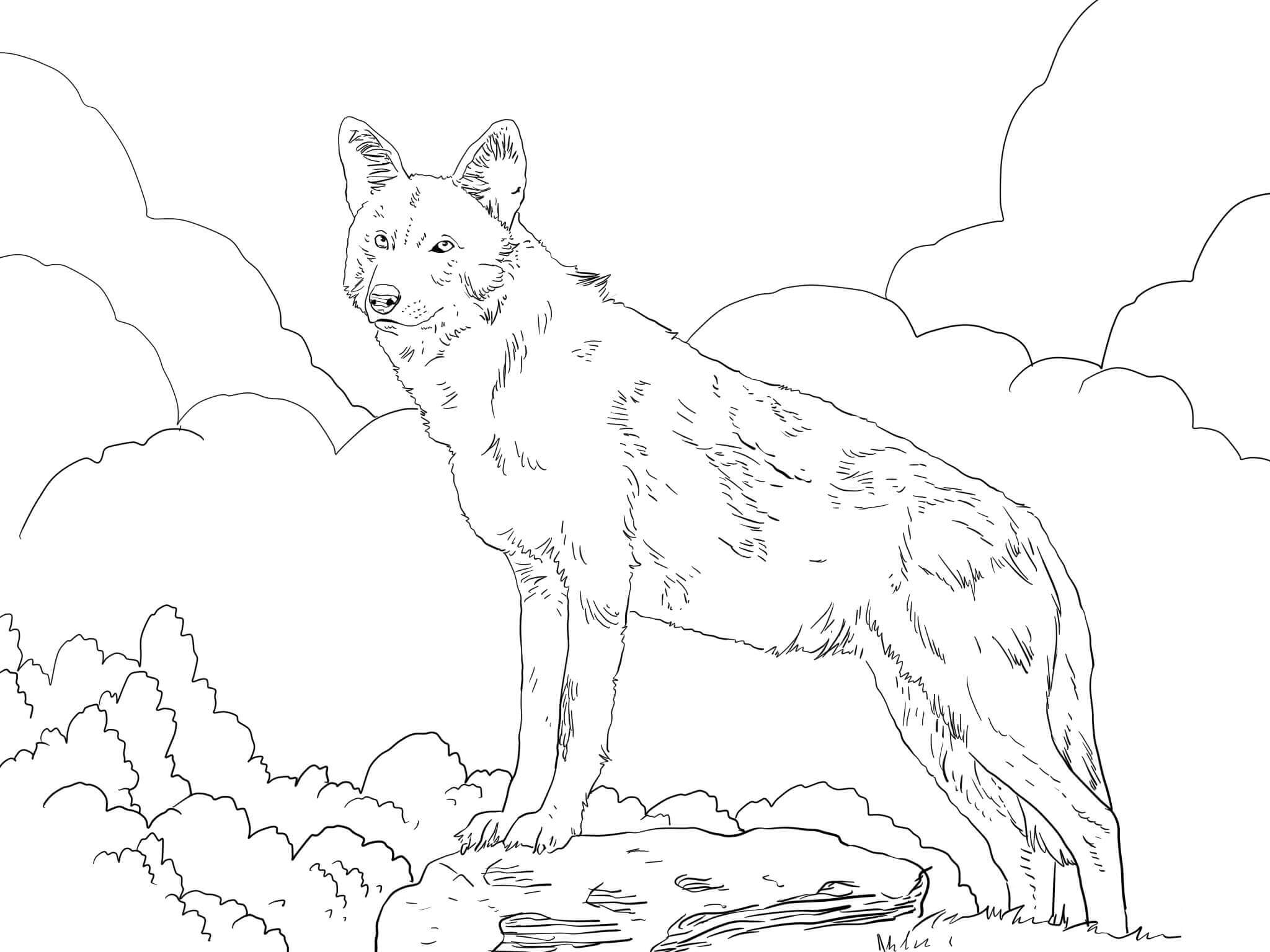 Coloriage Loup Rouge Amerique Du Nord - Loup à imprimer