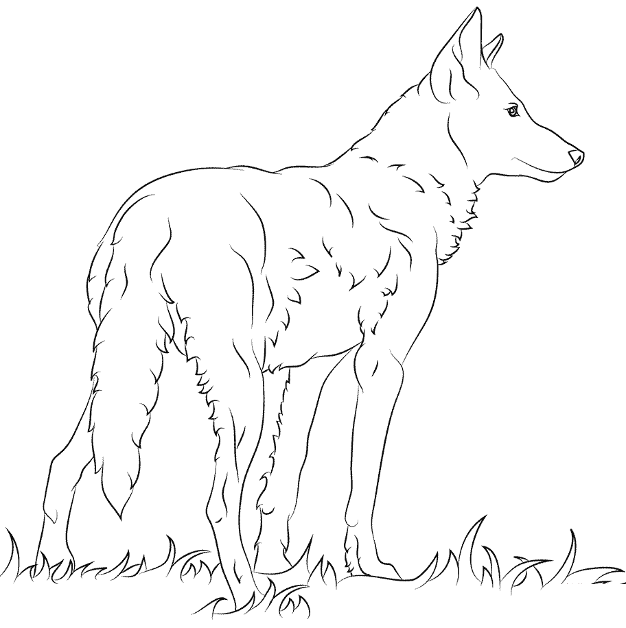 Coloriage Loup Rouge De Floride - Loup à imprimer