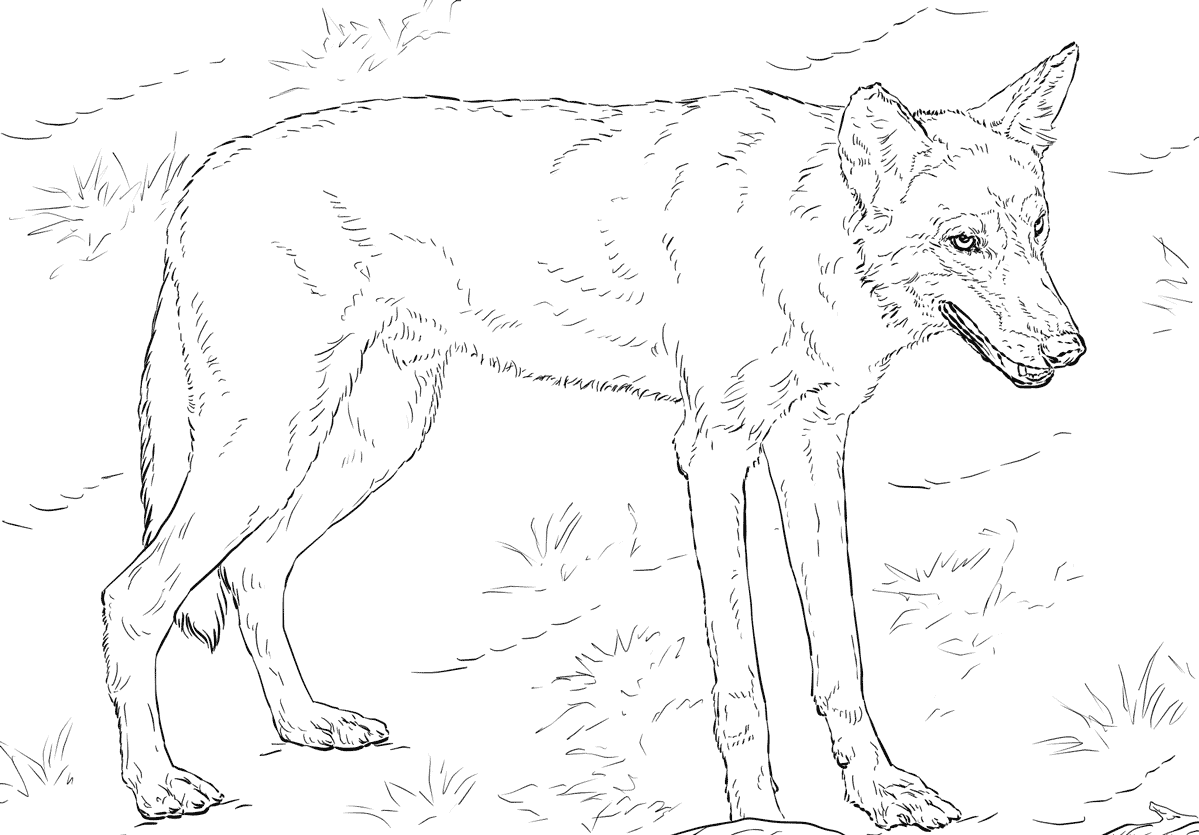 Coloriage Loup Rouge Réaliste Dans La Forêt - Loup à imprimer