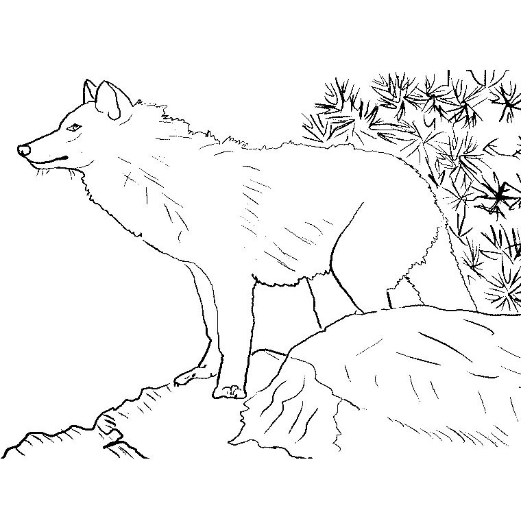 Coloriage Loup - Animaux à imprimer
