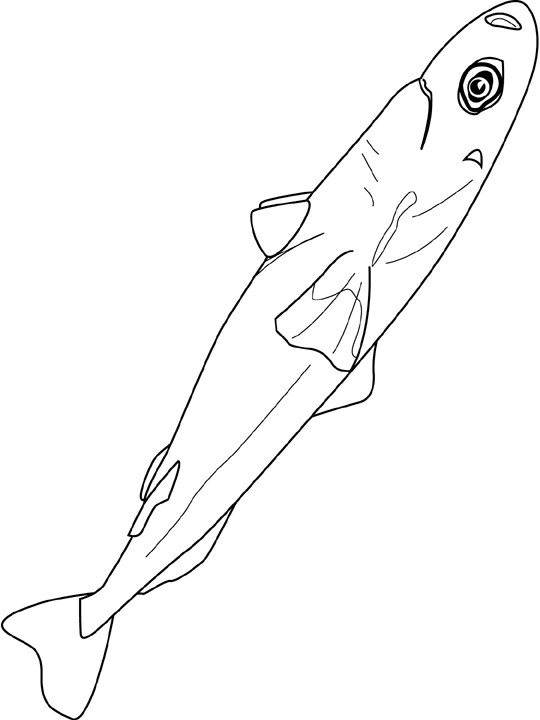 Coloriage Luminous Shark - Poisson à imprimer