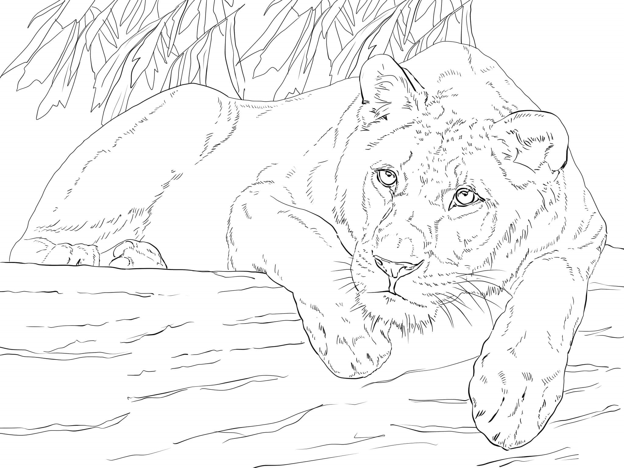 Coloriage Lying Lioness - Lion à imprimer
