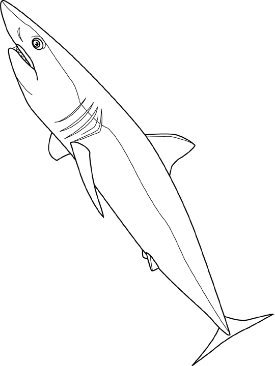 Coloriage Mako Shark - Poisson à imprimer