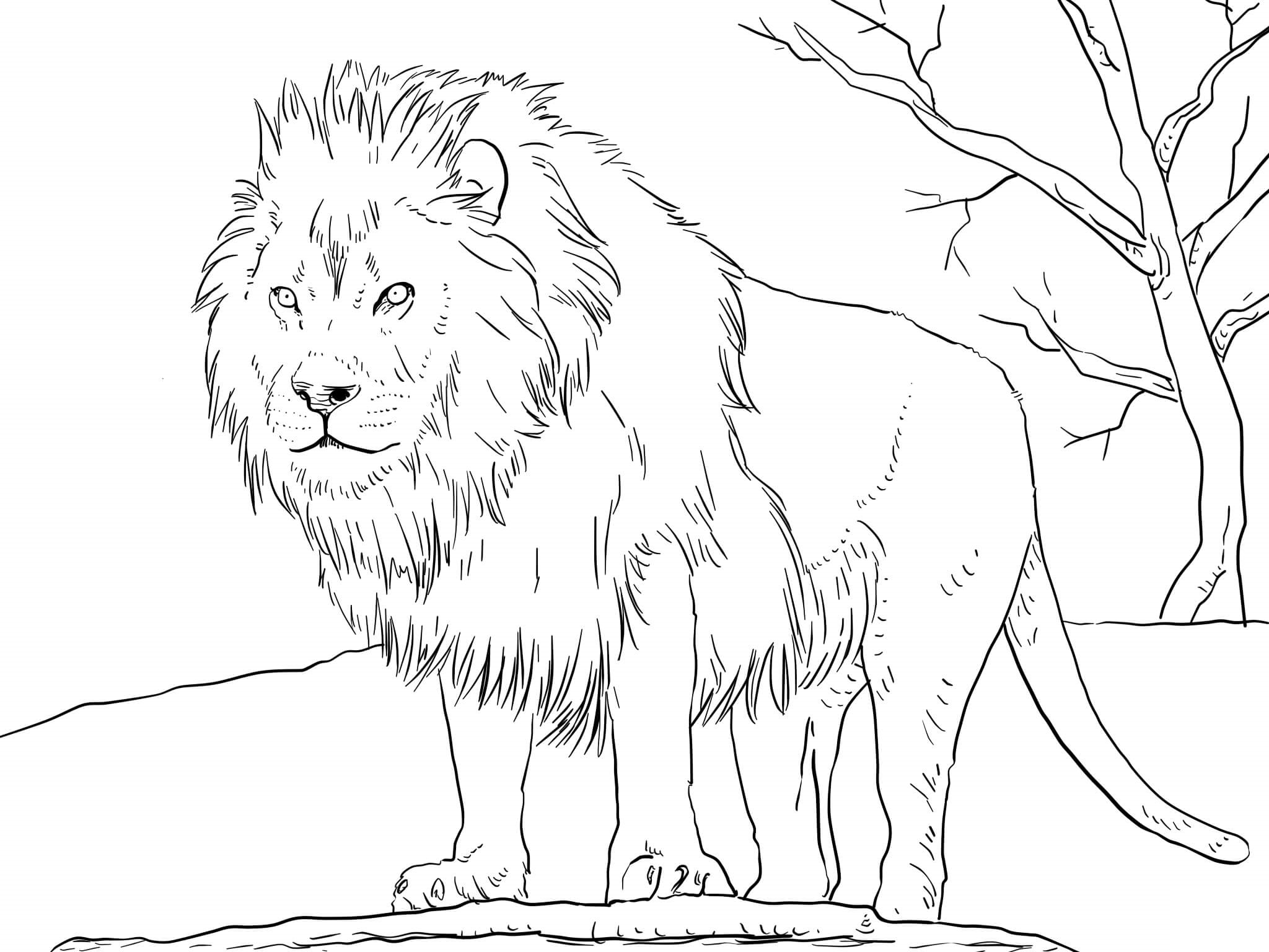 Coloriage Male African Lion - Lion à imprimer