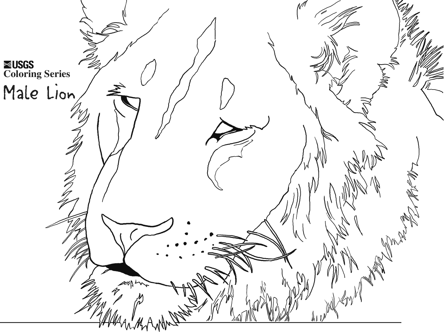 Coloriage Male Lion Head - Lion à imprimer