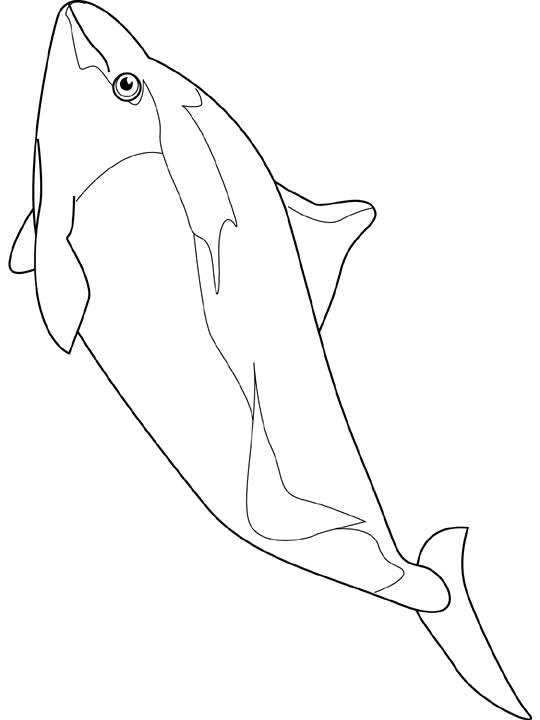 Coloriage Marsouin Dalls - Poisson à imprimer