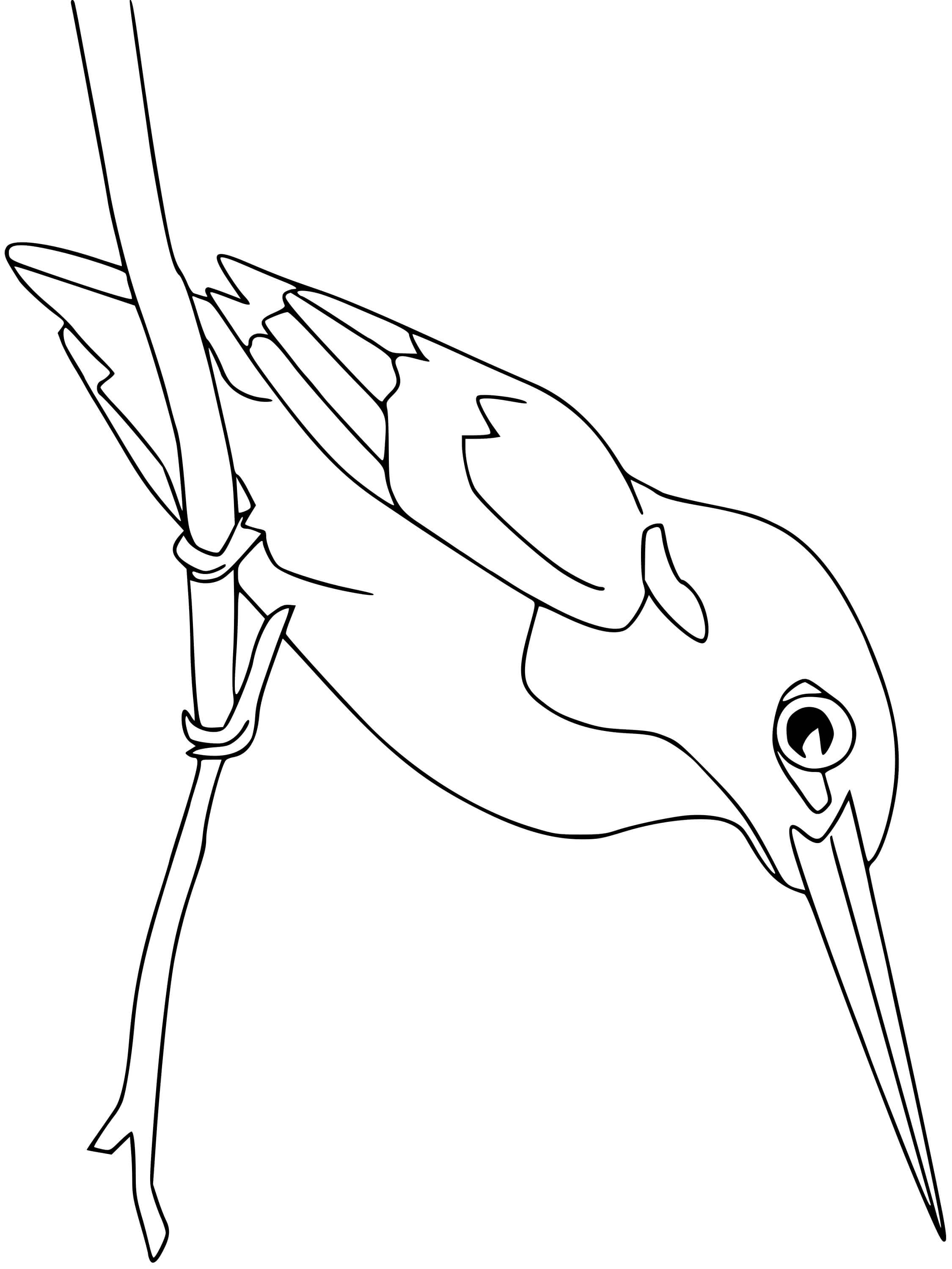 Coloriage Martin Pecheur - Oiseau à imprimer